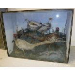 A group of four stuffed and mounted Pheasants in naturalistic setting,