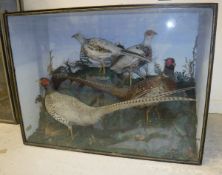 A group of four stuffed and mounted Pheasants in naturalistic setting,