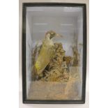 A stuffed and mounted Green Woodpecker in a naturalistic setting,