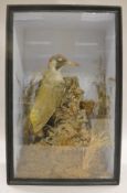 A stuffed and mounted Green Woodpecker in a naturalistic setting,