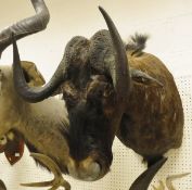 A stuffed and mounted Black Wildebeest,