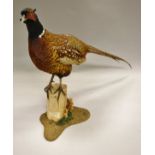 A stuffed and mounted Common Pheasant standing on a stump with mossy base,