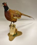 A stuffed and mounted Common Pheasant standing on a stump with mossy base,