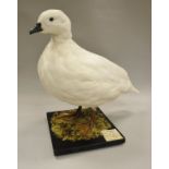 A stuffed and mounted Patagonian Goose or Lesser Kelp Goose (white),