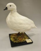 A stuffed and mounted Patagonian Goose or Lesser Kelp Goose (white),