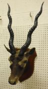 A stuffed and mounted Black Buck head, raised on a wooden shield mount,
