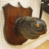 A mounted Leather Back Sea Turtle head on shield shaped mount in the manner of Rowland Ward,