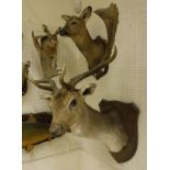 A stuffed and mounted Fallow Deer Stag, head and shoulders,
