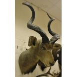 A stuffed and mounted Greater Kudu,