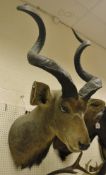 A stuffed and mounted Greater Kudu,