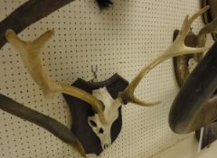A set of Sika Deer 8 point antlers,