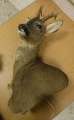 A stuffed and mounted Roe Deer,