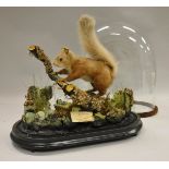 A stuffed and mounted Red Squirrel standing on a moss covered branch in naturalistic setting,