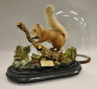 A stuffed and mounted Red Squirrel standing on a moss covered branch in naturalistic setting,