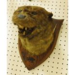 A stuffed and mounted Otter mask by Peter Spicer & Sons,