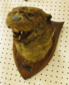 A stuffed and mounted Otter mask by Peter Spicer & Sons,