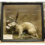 A stuffed and mounted White Stoat, housed in a glass fronted display case,