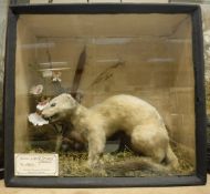 A stuffed and mounted White Stoat, housed in a glass fronted display case,