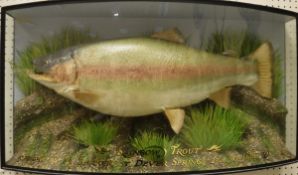 A front skin mount of a Rainbow Trout in naturalistic setting,