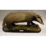 A stuffed and mounted Badger on a moss covered rectangular base,