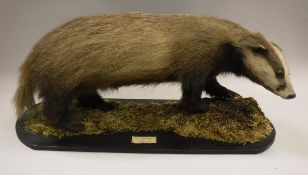 A stuffed and mounted Badger on a moss covered rectangular base,