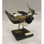 A stuffed and mounted Lapwing or Green Plover with wings open, raised on a black base,