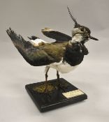 A stuffed and mounted Lapwing or Green Plover with wings open, raised on a black base,