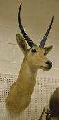 A stuffed and mounted Common Reed Buck,