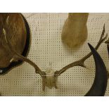 A set of 8 point antlers - taxidermy