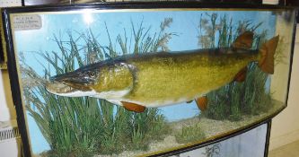 A stuffed and mounted Pike in naturalistic setting,