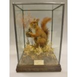 A stuffed and mounted Red Squirrel holding a pine cone in naturalistic setting,