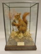 A stuffed and mounted Red Squirrel holding a pine cone in naturalistic setting,