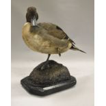 A stuffed and mounted Northern Pintail (Drake) standing on one leg on a rocky base with raindrops