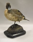 A stuffed and mounted Northern Pintail (Drake) standing on one leg on a rocky base with raindrops