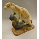 A stuffed and mounted Otter standing on a wooden log,