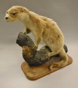 A stuffed and mounted Otter standing on a wooden log,