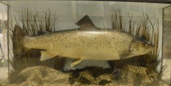 A stuffed and mounted Trout in naturalistic setting, housed in a three-sided glazed display case,