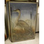 A stuffed and mounted Heron in naturalistic setting with flora and painted background,