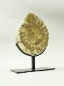 A fossilised Perisphinctes ammonite from the Jurassic period (150 million years),