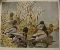AFTER C F TUNNICLIFFE "Mallards in reeds", limited edition colour print No'd 39/500,