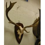 A pair of Fallow Deer antlers mounted on a wooden shield - taxidermy