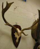 A pair of Fallow Deer antlers mounted on a wooden shield - taxidermy