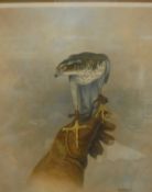 ALISTAIR PROUD "Sparrowhawk perched upon a gloved hand", watercolour,