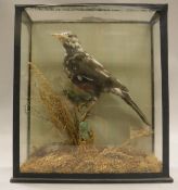 A stuffed and mounted Jay in naturalistic setting, housed in a glass fronted case,