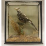 A stuffed and mounted Jay in naturalistic setting, housed in a glass fronted case,