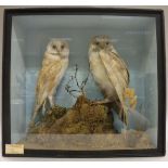 A pair of stuffed and mounted Barn Owls raised on a moss covered rock,