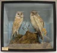 A pair of stuffed and mounted Barn Owls raised on a moss covered rock,