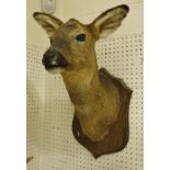 A stuffed and mounted Roe Deer Hind, head and shoulders, raised on a wooden shield-shaped mount,