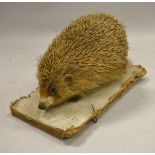 A stuffed and mounted Cinnamon Hedgehog - taxidermy