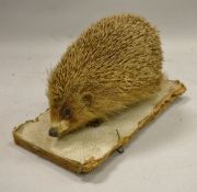 A stuffed and mounted Cinnamon Hedgehog - taxidermy